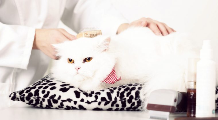 Penjagaan dan Kesihatan Kucing