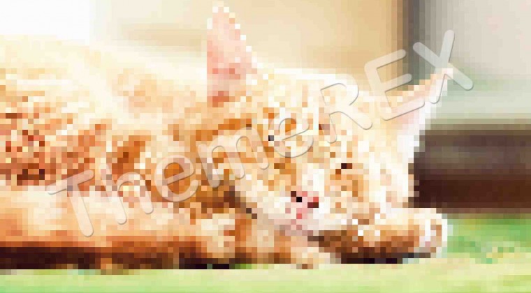 Pet Nutrition and Feeding
