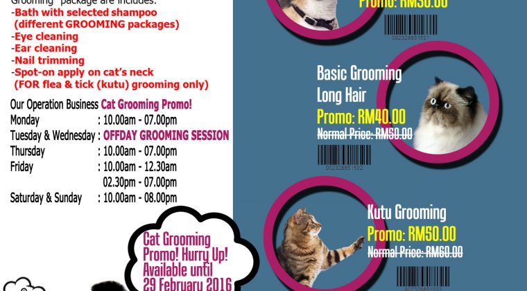 Cat Grooming Promo!